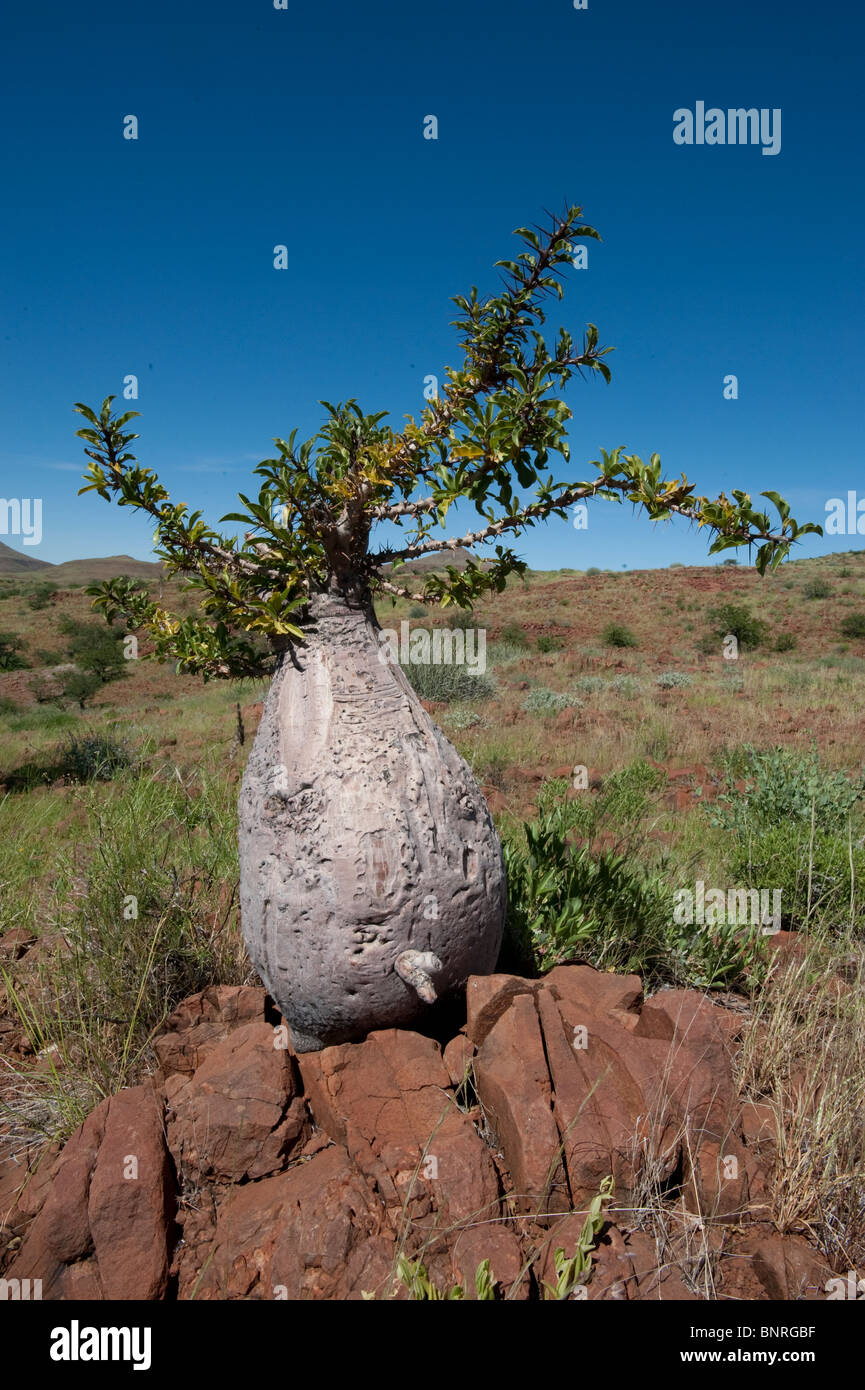 Pachypodium tree hires stock photography and images Alamy