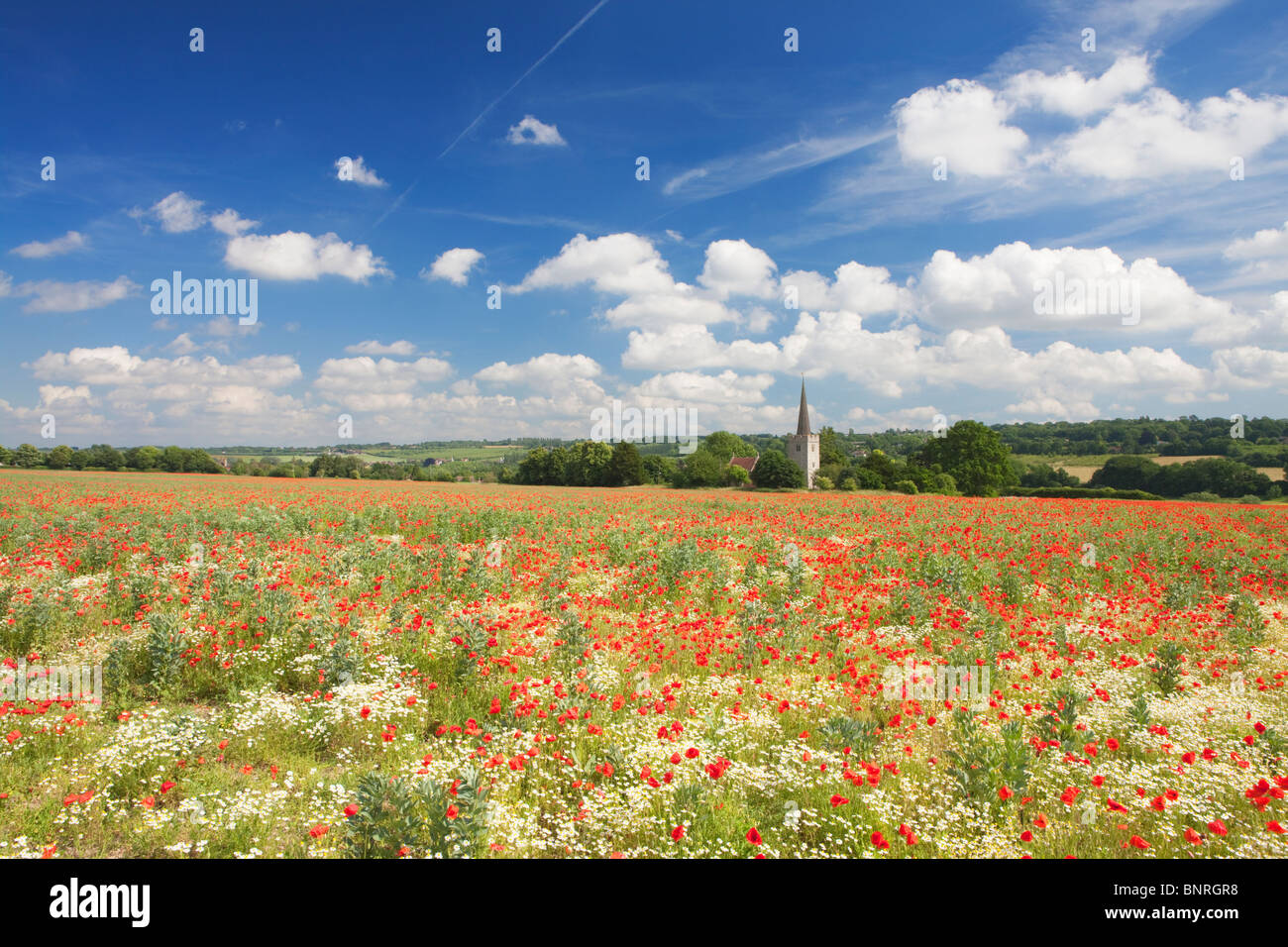 Poppy field in front of church; East Barming; Kent; England Stock Photo