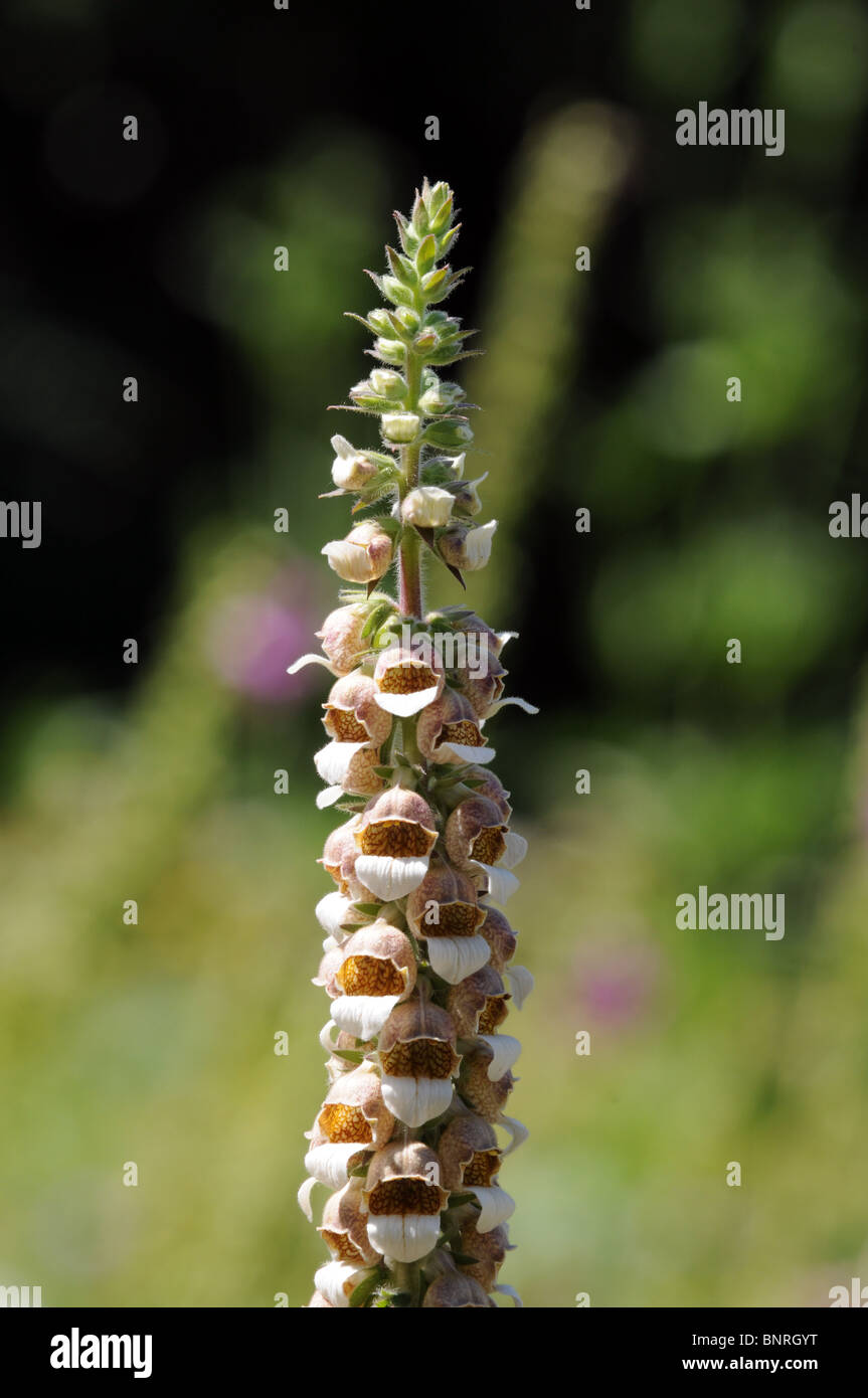 Digitalis ferruginea, common name rusty foxglove Stock Photo Alamy