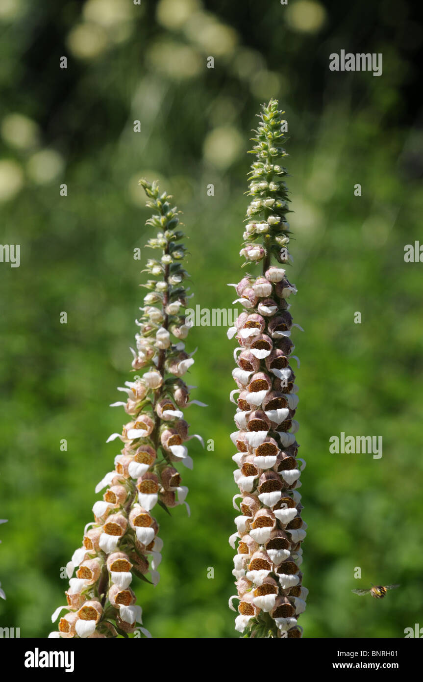 Digitalis ferruginea, common name rusty foxglove Stock Photo Alamy