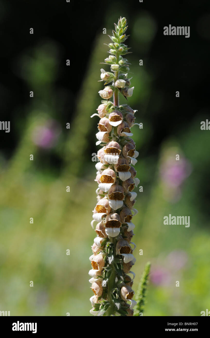 Digitalis ferruginea, common name rusty foxglove Stock Photo Alamy