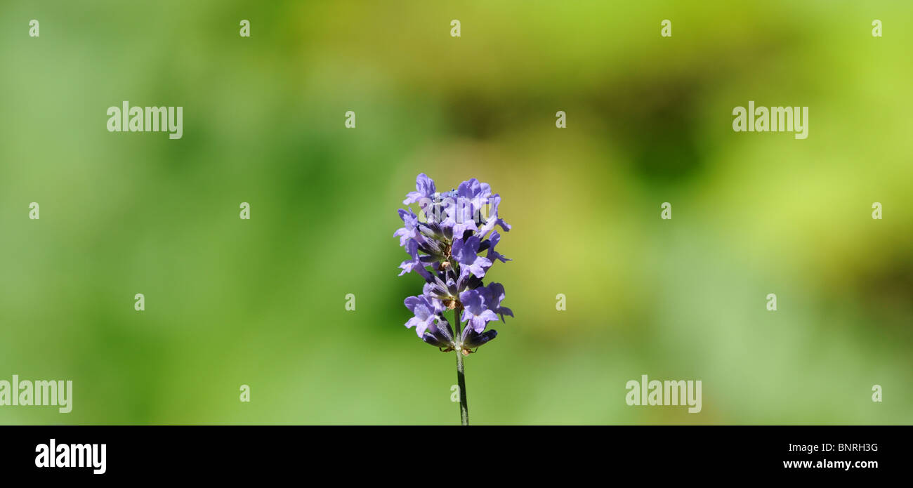 Lavandula angustifolia P. Mill. (also Lavandula spica or Lavandula vera) - English lavender or common lavender Stock Photo