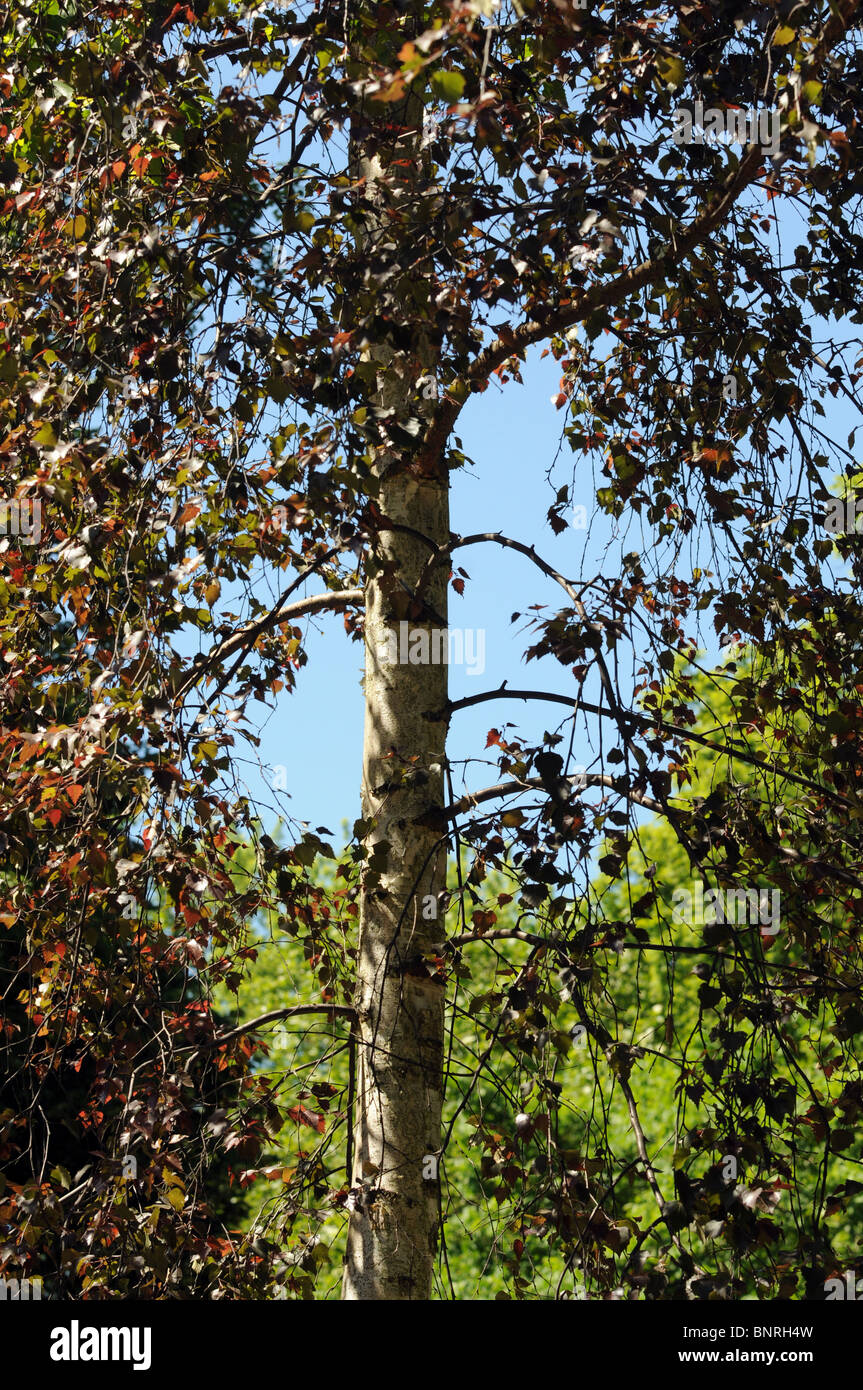 Betula pendula Roth 'Purpurea' - Silver Birch tree - variety with dark purple leaves Stock Photo