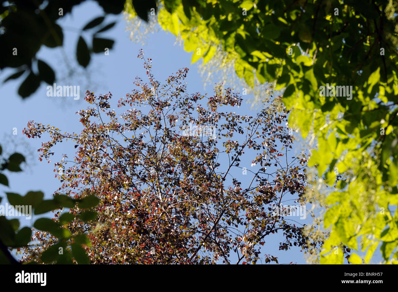 Betula pendula Roth "Purpurea" - Silver Birch tree - variety with dark purple leaves Stock Photo