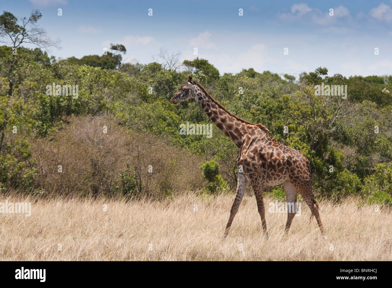 Giraffe in the Masai Mara, Kenya, Africa Stock Photo - Alamy