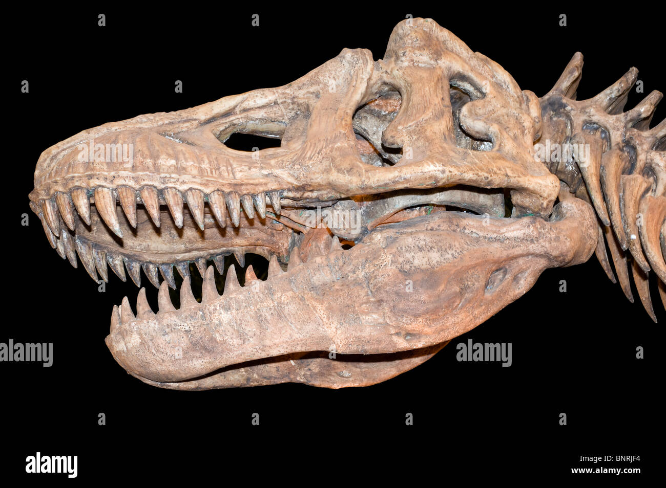 tyrannosaurus skull isolated on black Stock Photo