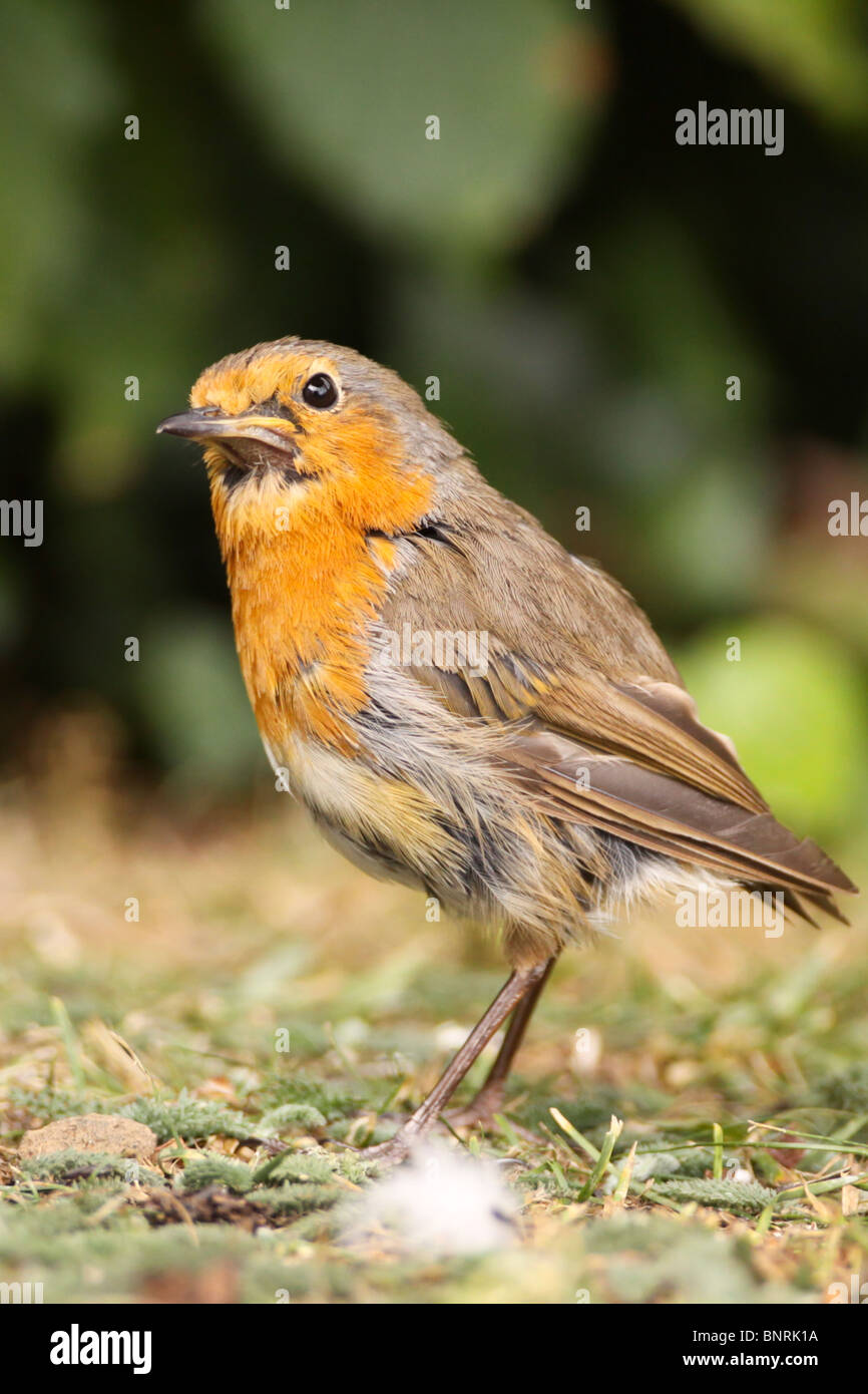 Robin feeding in a garden in Winterslow, Salisbury Stock Photo Alamy