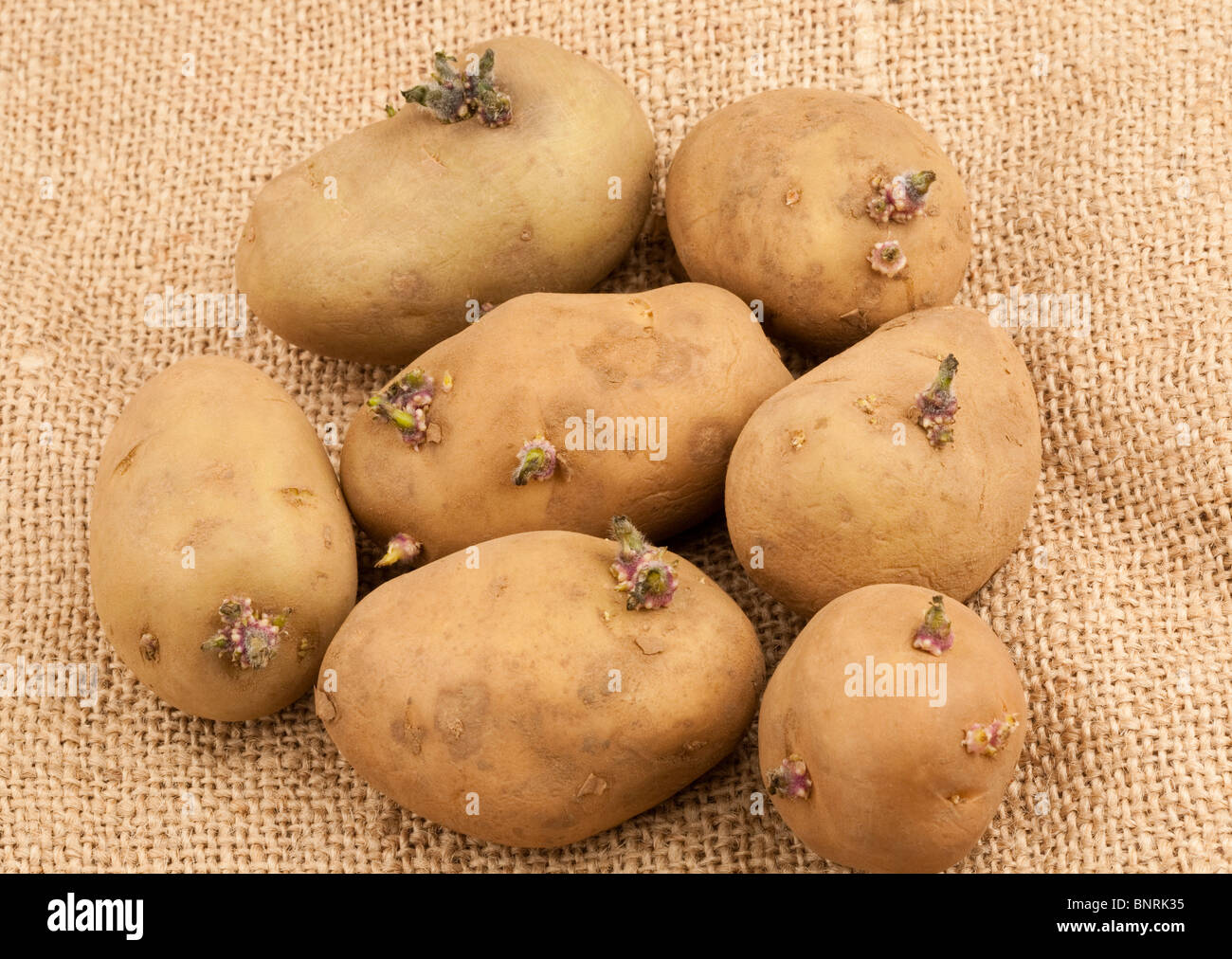 Potato eyes sprouting hires stock photography and images Alamy