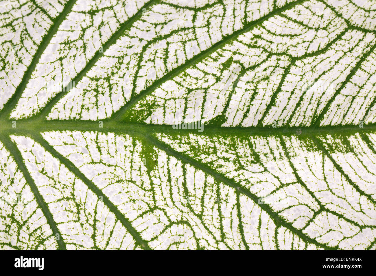 macro of tropical white caladium leaf background Stock Photo