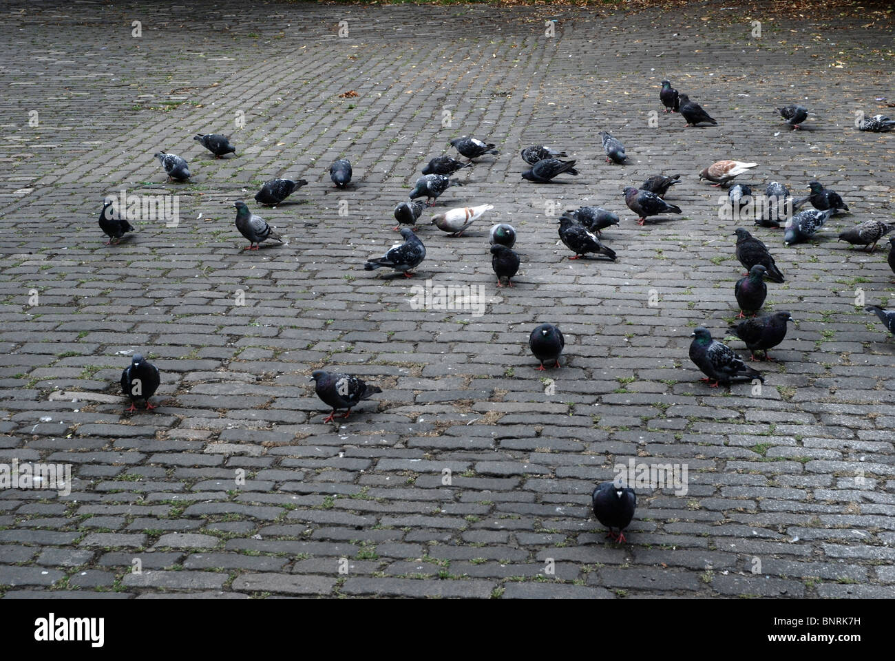Pigeons on cobbles Stock Photo