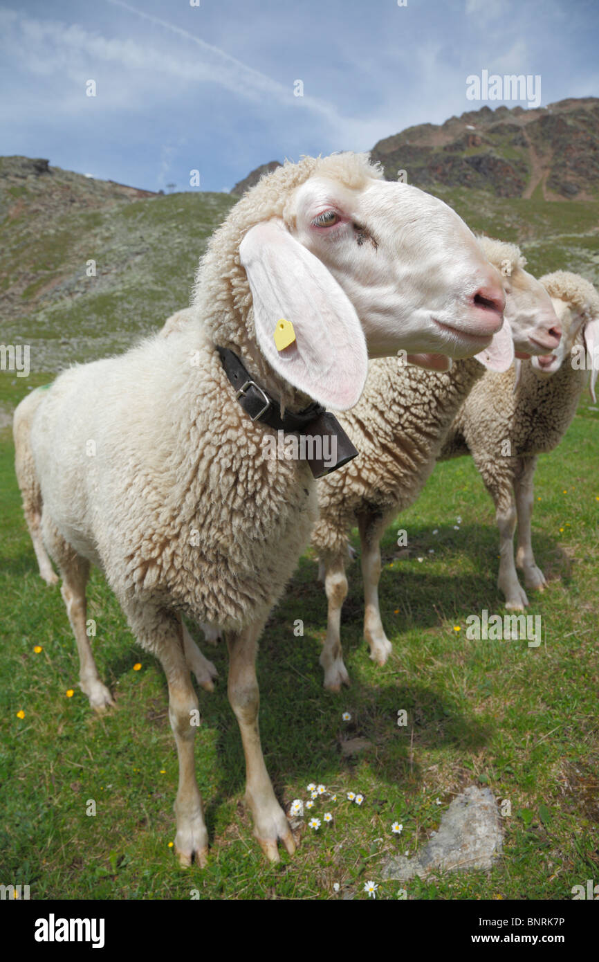 Sheep gathering in the mountains near the Rettenbach Glacier, Sölden, Austria Stock Photo