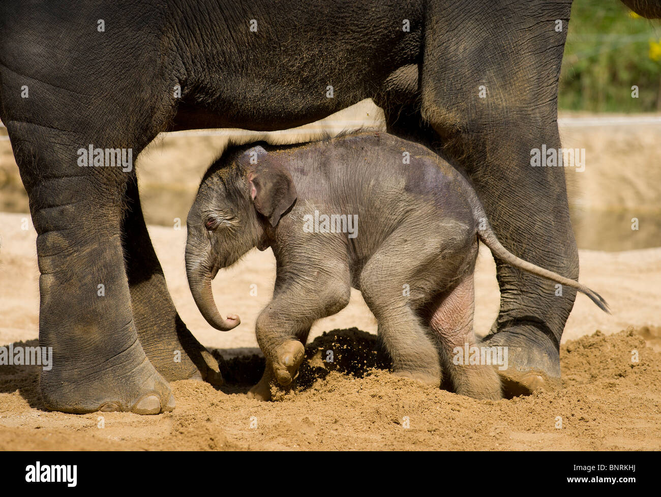 Baby Asian elephant Ganesh Vijay born August 2009 at Twycross Zoo Warwickshire by artificial insemination Stock Photo