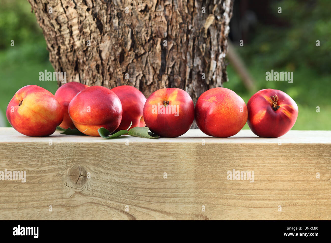 ripe nectarines near to a tree Stock Photo Alamy