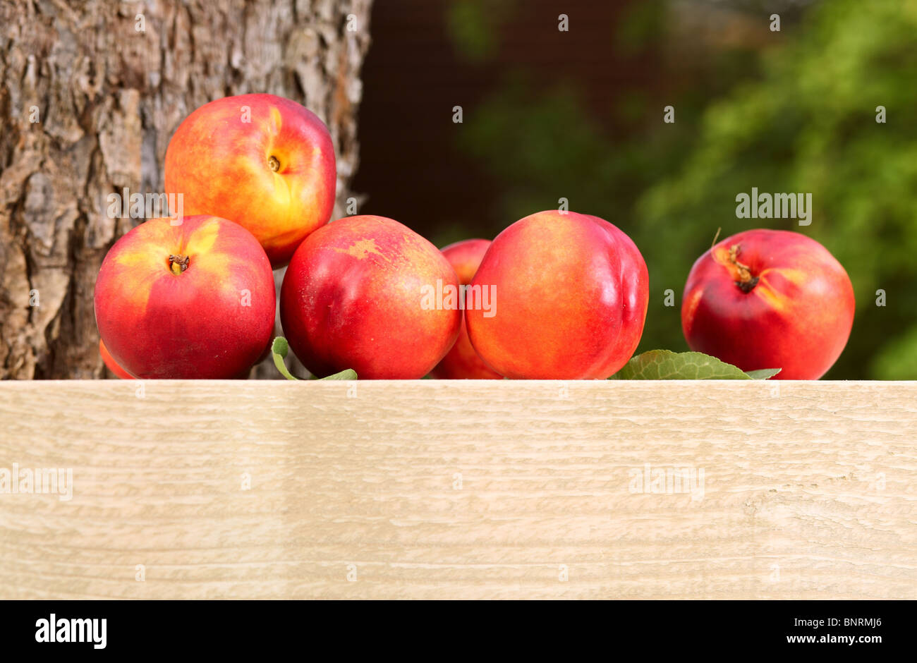 ripe nectarines near to a tree Stock Photo Alamy