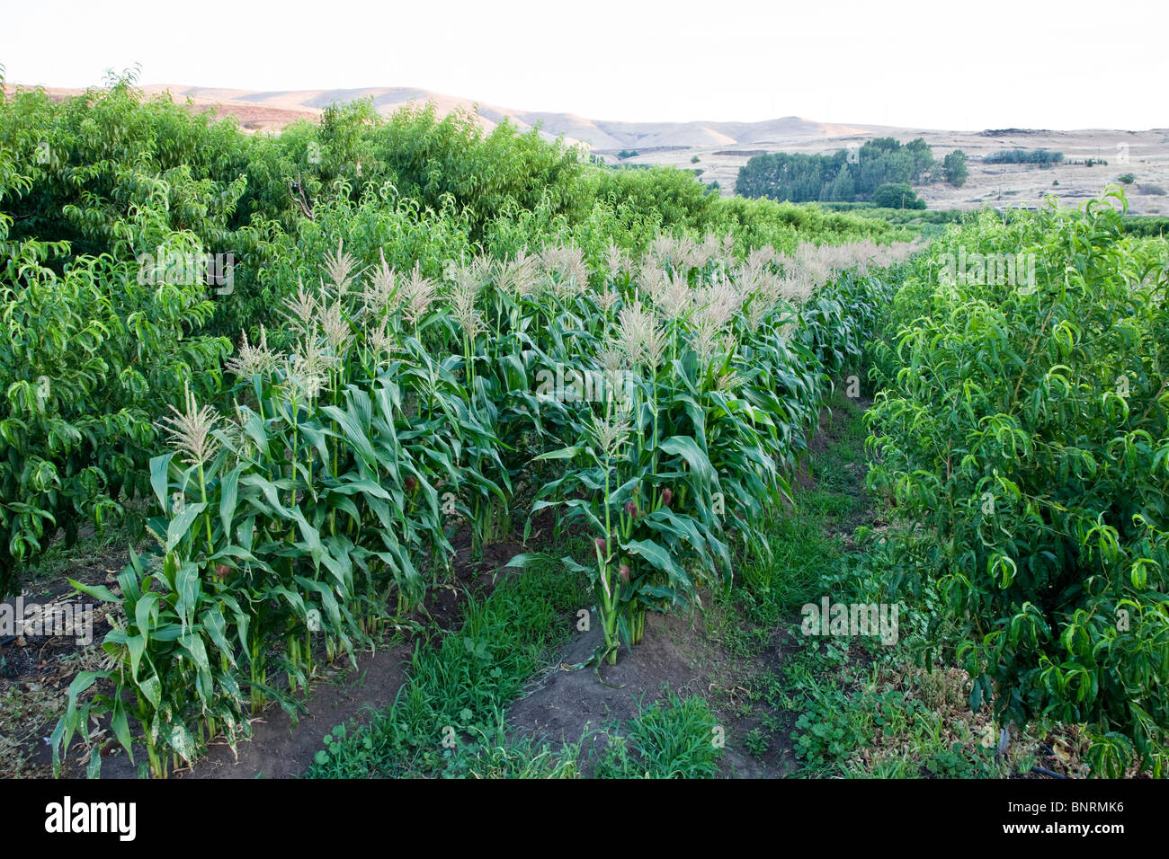 Intercropping, Peach orchard with Corn tassling stage. Stock Photo