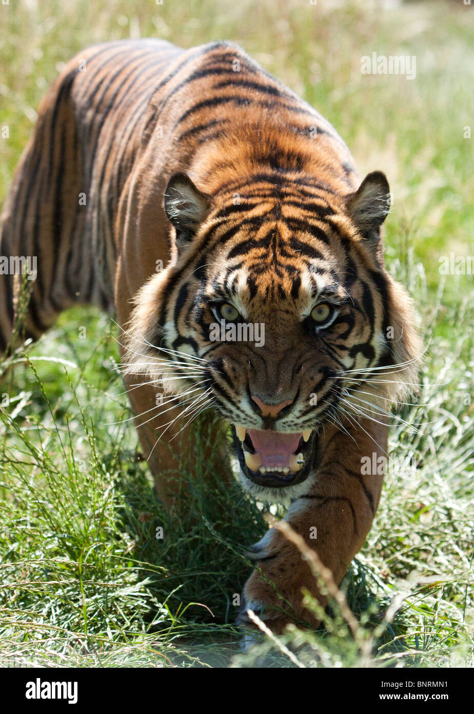 Stalking Tiger Stock Photo