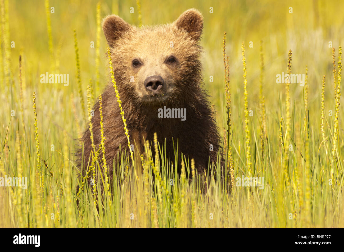 Stock photo of an Alaskan coastal brown bear cub sitting in a sedge ...