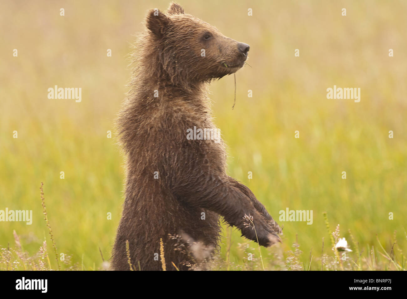 Stock photo of an Alaskan coastal brown bear cub standing upright in a meadow. Stock Photo