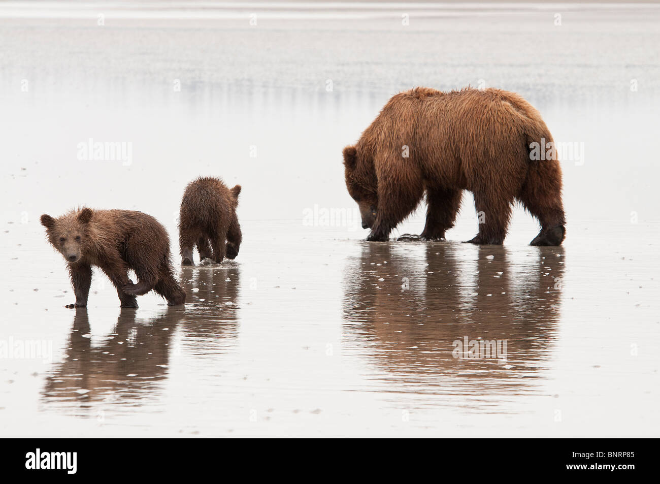 Stock photo of an Alaskan coastal brown bear sow and cubs looking for ...