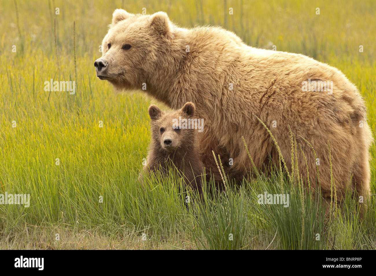 Stock photo of a mother Alaskan coastal brown bear and her cub standing ...