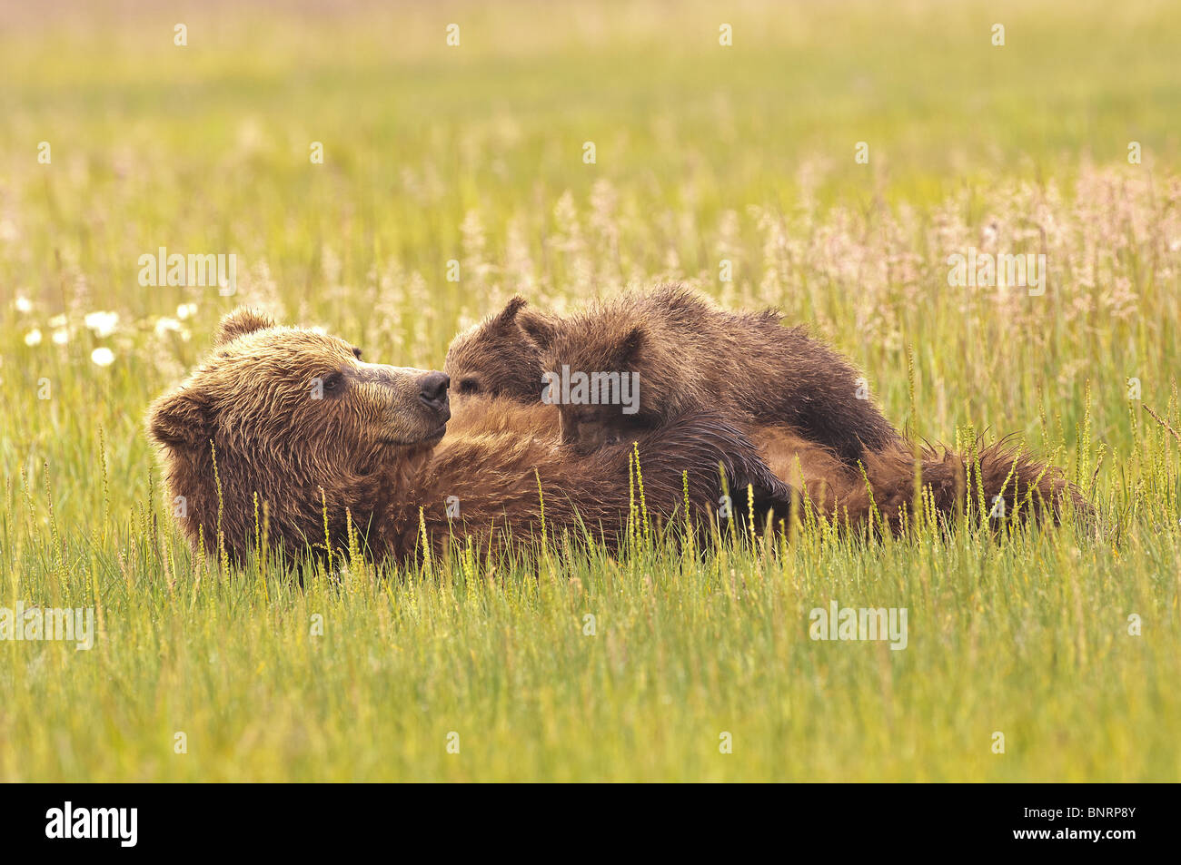 Stock photo of an Alaskan coastal brown bear nursing her cubs in a ...