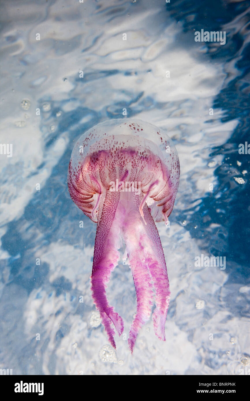 Mauve Stinger Jellyfish, Pelagia noctiluca, Cap de Creus, Costa Brava, Spain Stock Photo