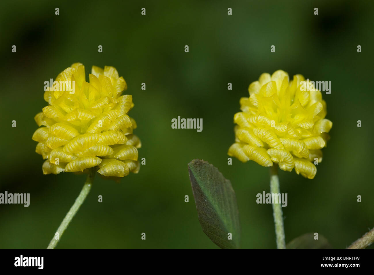 Field clover (Trifolium campestre) Stock Photo
