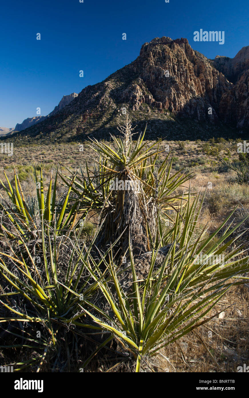 Red Rock Canyon Las Vegas state park - view with Datil yucca plant Stock Photo