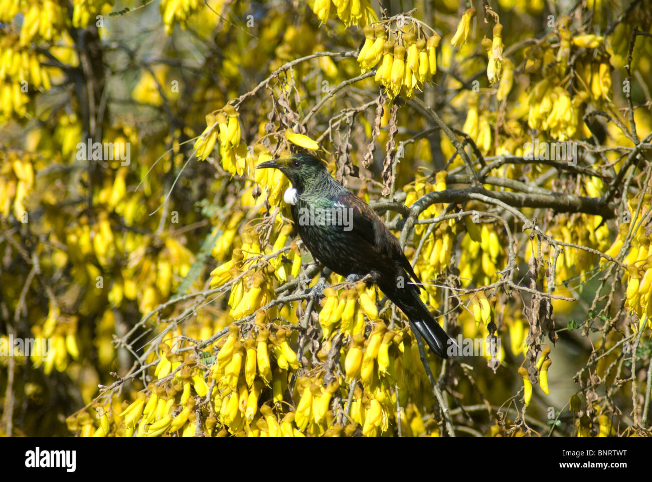 Tui bird in Kowhai Tree, Plimmerton, Porirua, Wellington, North Island, New Zealand Stock Photo