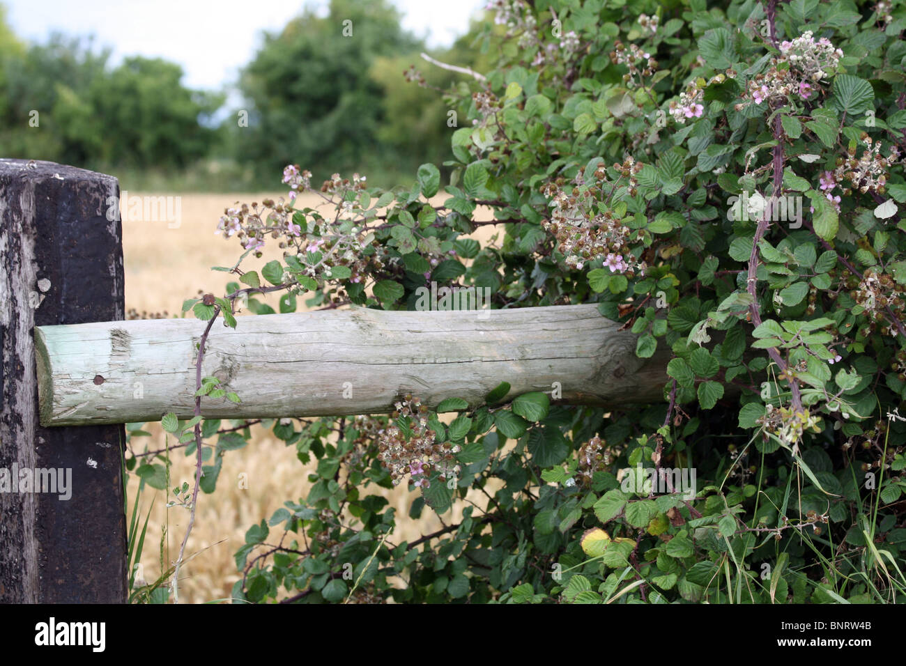 Blackberry bush growing around wooden fence in Oxfordshire Stock Photo