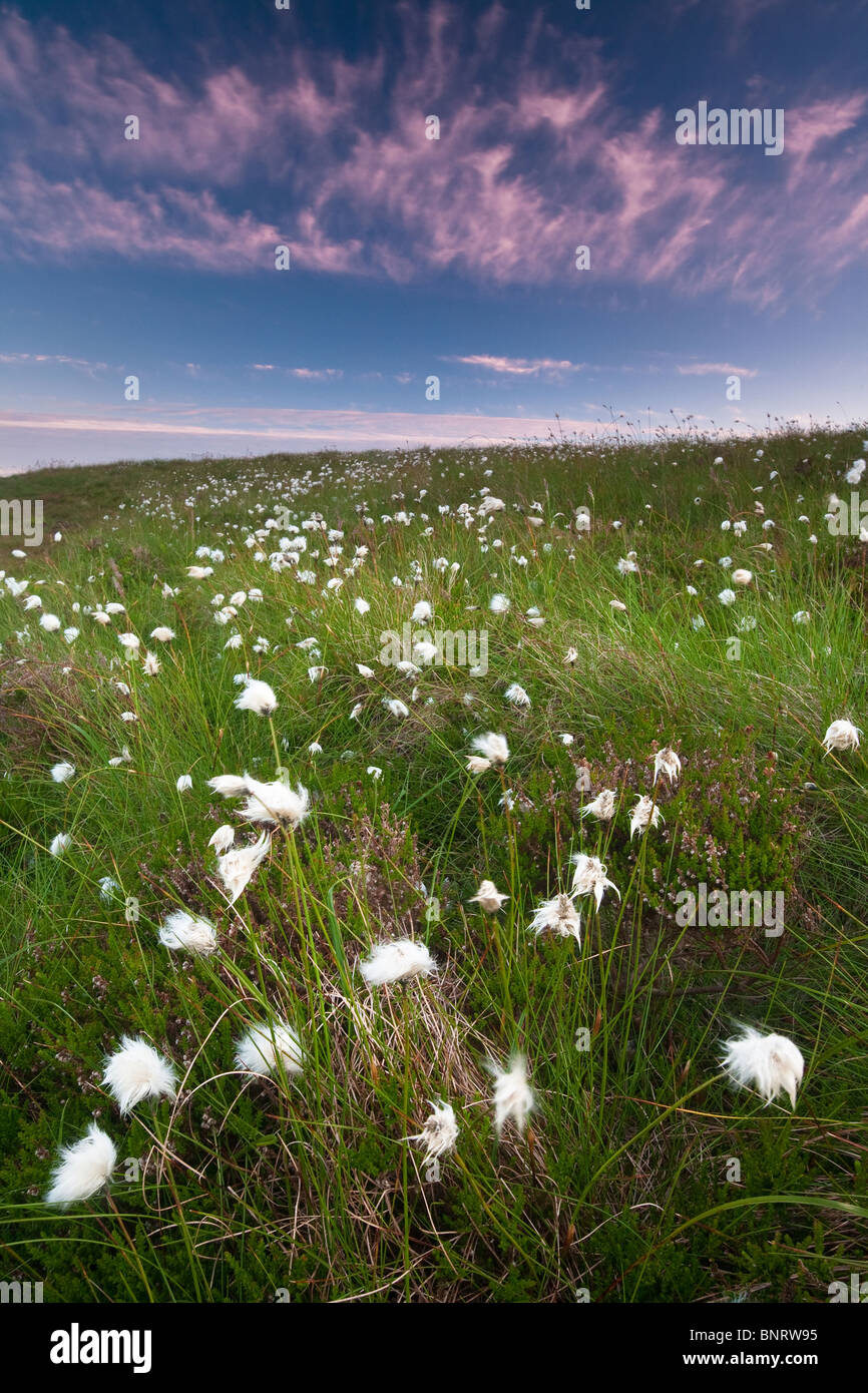Cotton weed hires stock photography and images Alamy