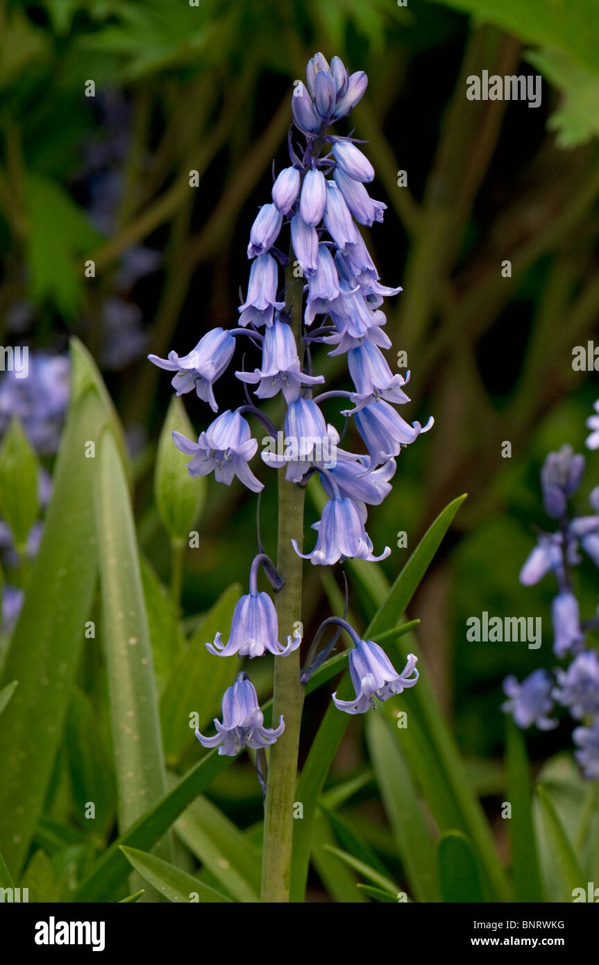 Spanish Bluebell (Hyacinthoides hispanica), inflorescence. Stock Photo