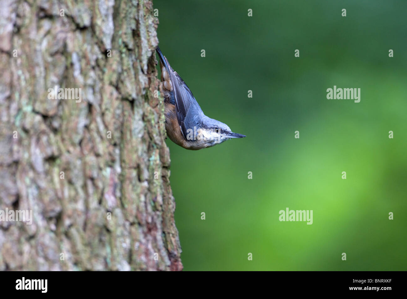 Nuthatch Sitta Europaea in traditional pose descending a tree trunk head first Stock Photo