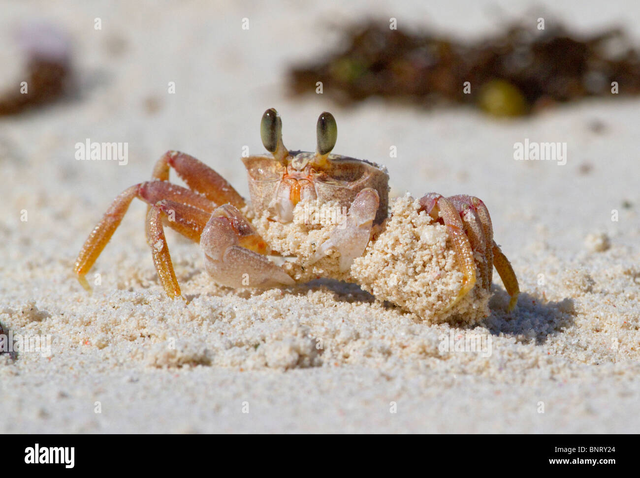 Ghost crab digging a den on the coast of Kenya. Stock Photo