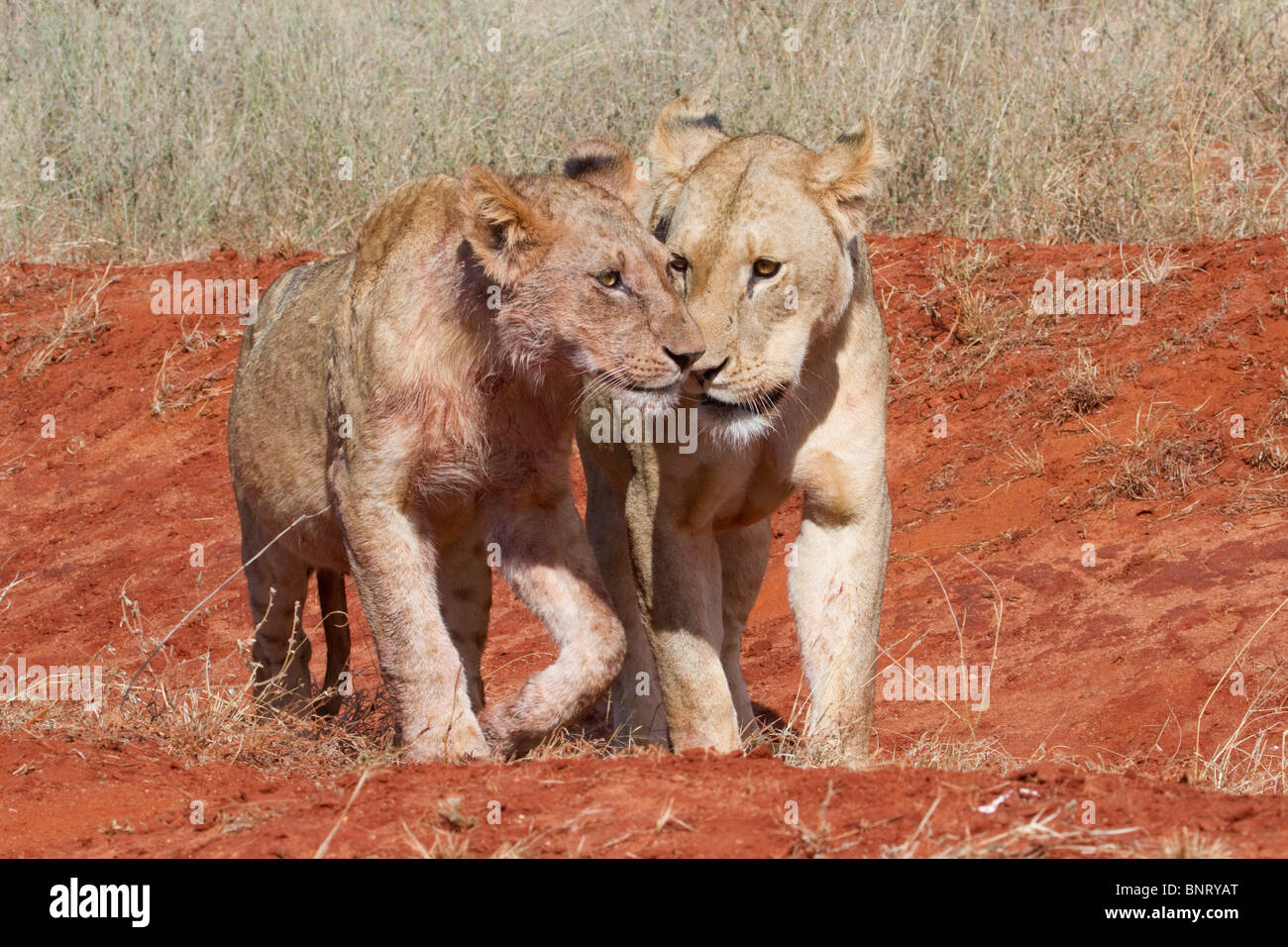 Mother lioness with a cub, Tsavo East National park, Kenya Stock Photo