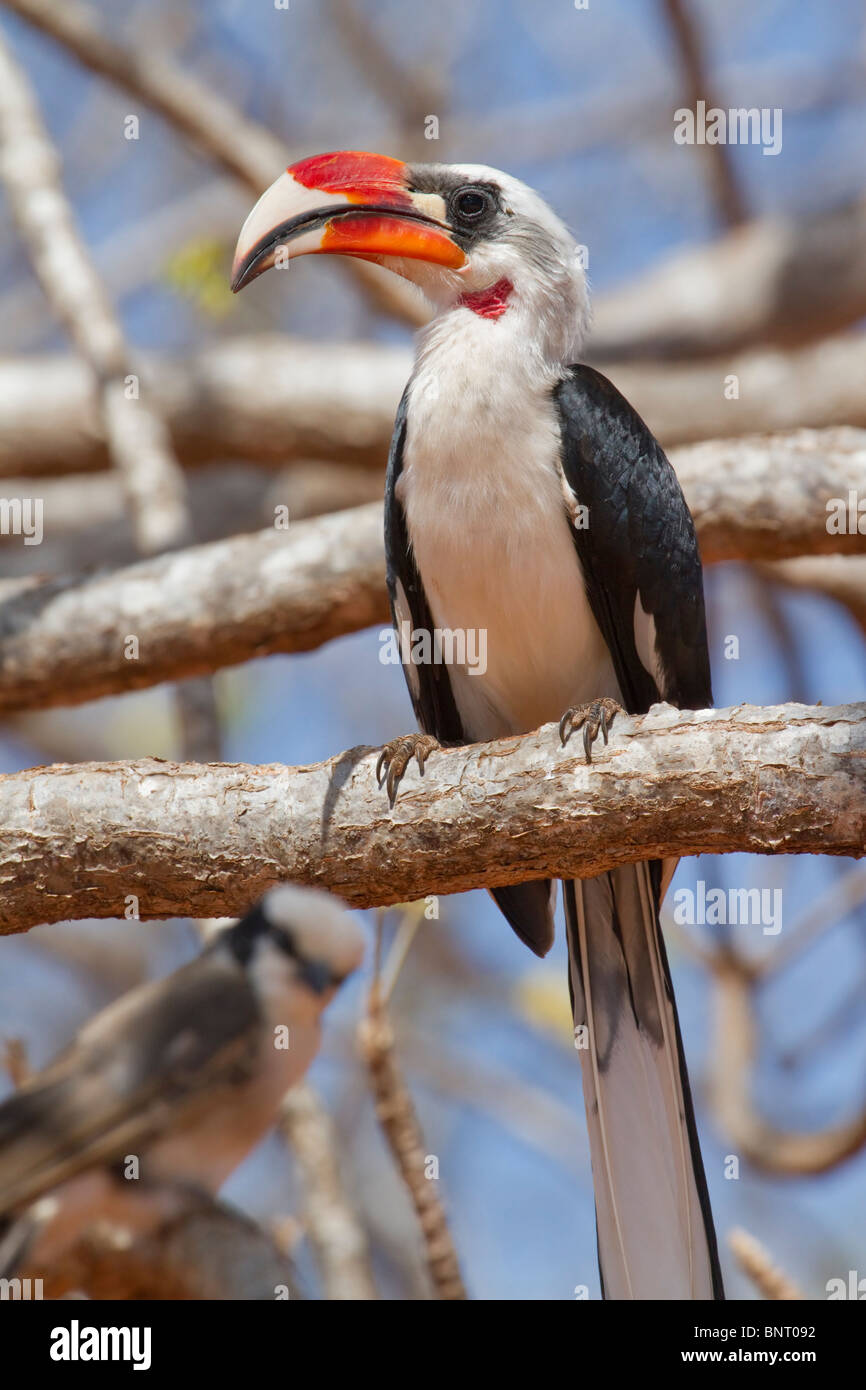 Von der Decken's Hornbill (Tockus deckeni), Tsavo East national Park, Kenya. Stock Photo