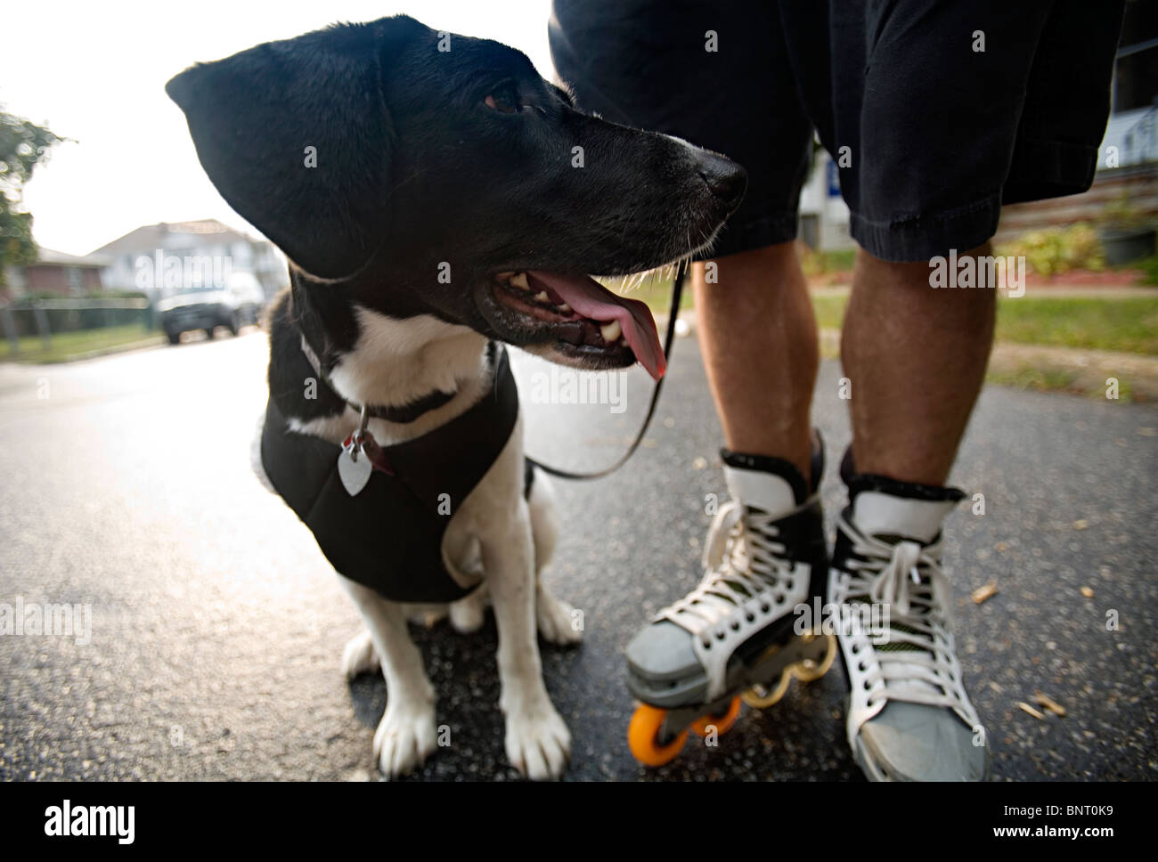 Tired looking dog standing beside man with roller skates. Stock Photo