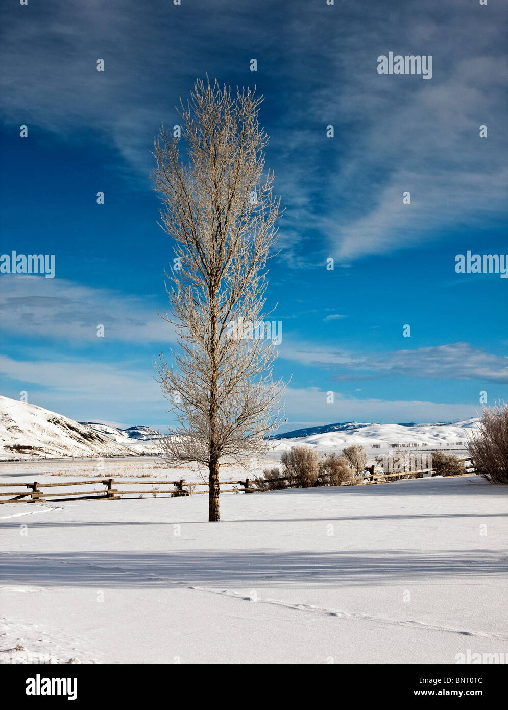 Frosted tree hi-res stock photography and images - Alamy