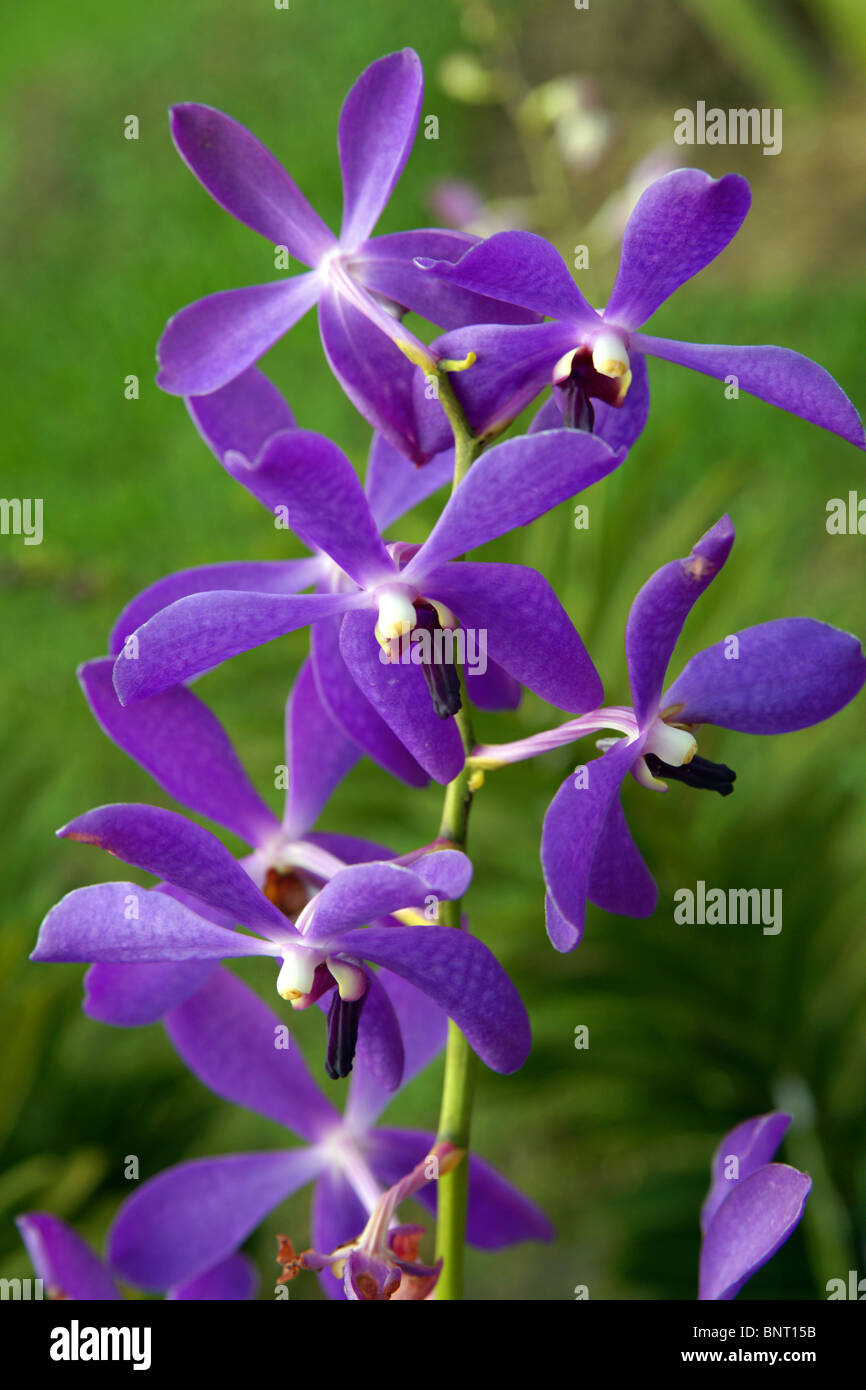 Orchids of high-mountainous Borneo. Exotic natural flowers of Borneo. Colours of a life to Borneo. Stock Photo