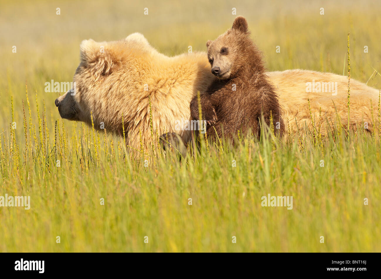 Stock photo of an Alaskan coastal brown bear cub leaning against his ...