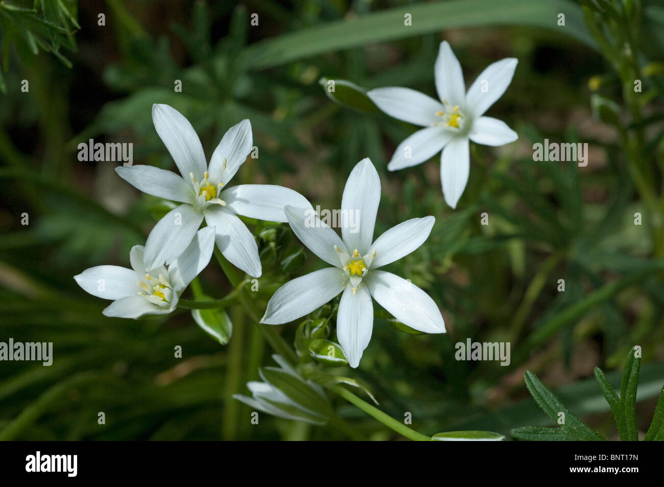 Star-of-Bethlehem, Snowdrol (Ornithogalum umbellatum), flowers. Stock Photo