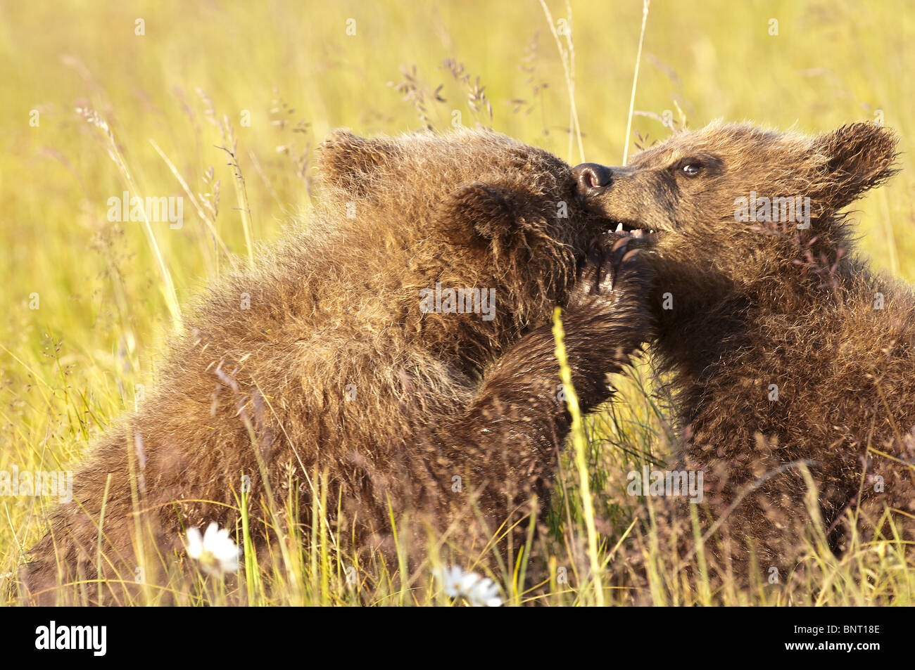 Stock photo of two Alaskan brown bear cubs playing in a meadow, Lake ...