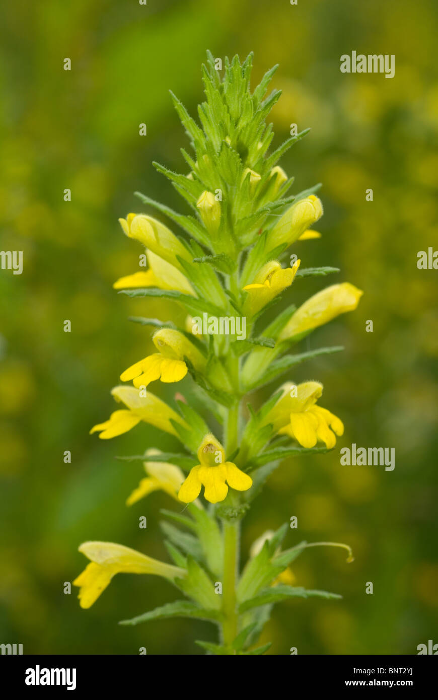 Yellow Glandweed (Parentucellia viscosa) Stock Photo