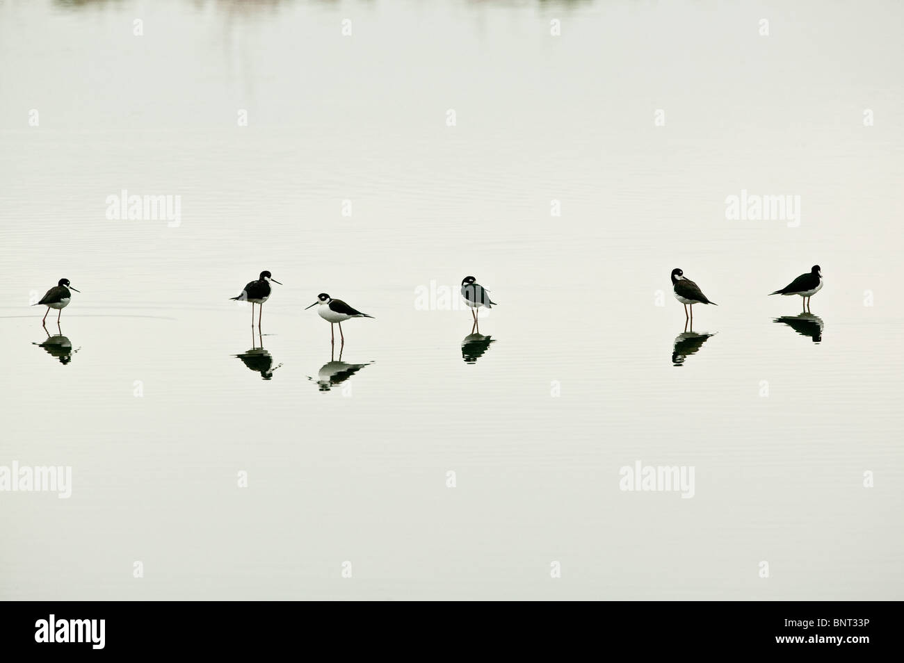 Black-necked stilts, Himantopus mexicanus, in a pond near Aguadulce in the Cocle province, Republic of Panama. Stock Photo