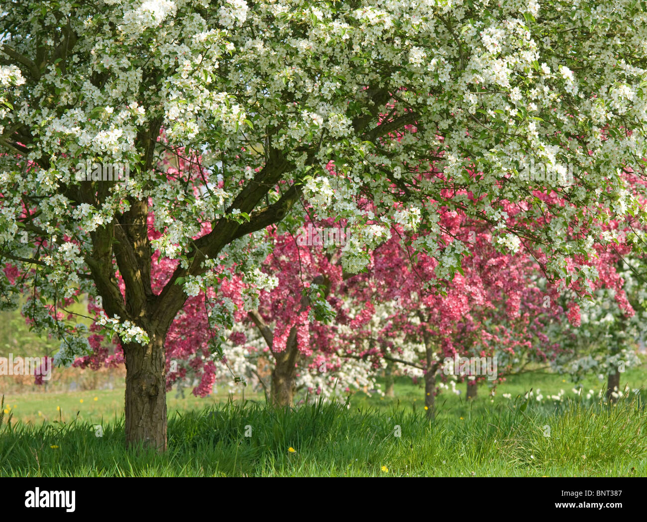 Flowering fruit trees at RHS Garden at Wisley, England. Stock Photo