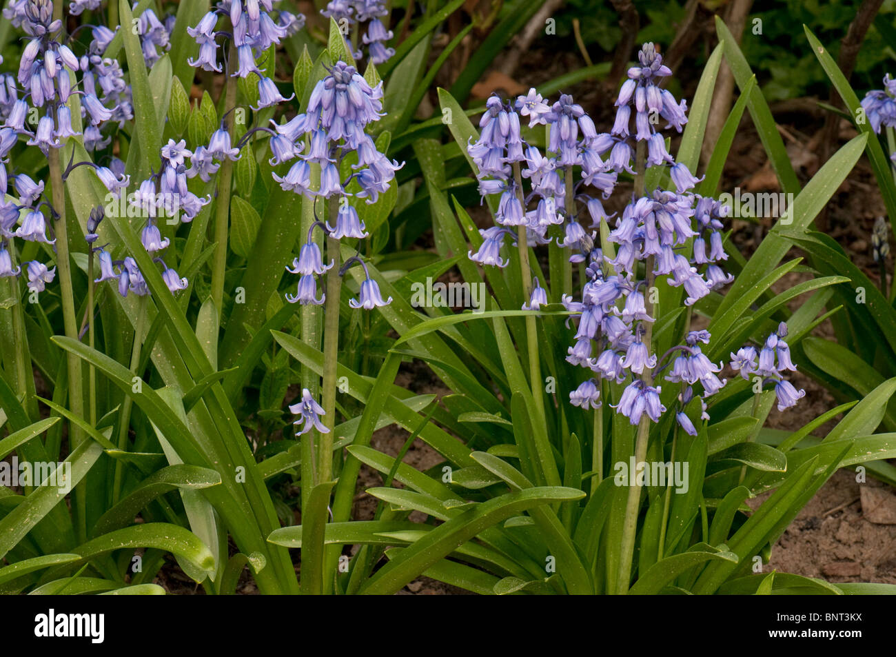 Spanish Bluebell (Hyacinthoides hispanica), flowering stand. Stock Photo