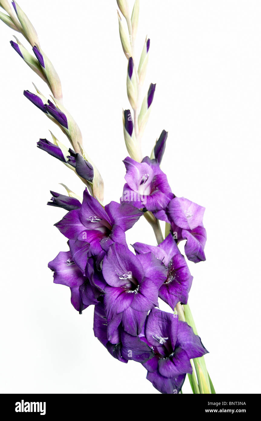 Purple gladiolus hi-res stock photography and images - Alamy