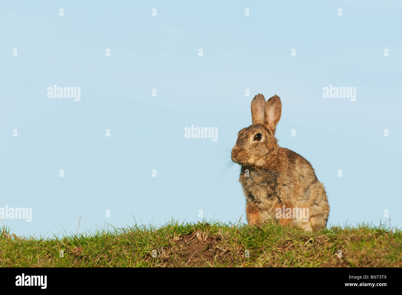European Rabbit (Oryctolagus cuniculus), Kent, England, summer Stock ...