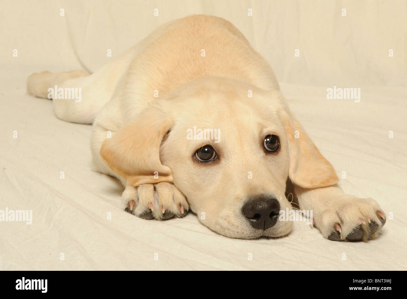 Yellow Labrador retriever puppy Stock Photo - Alamy