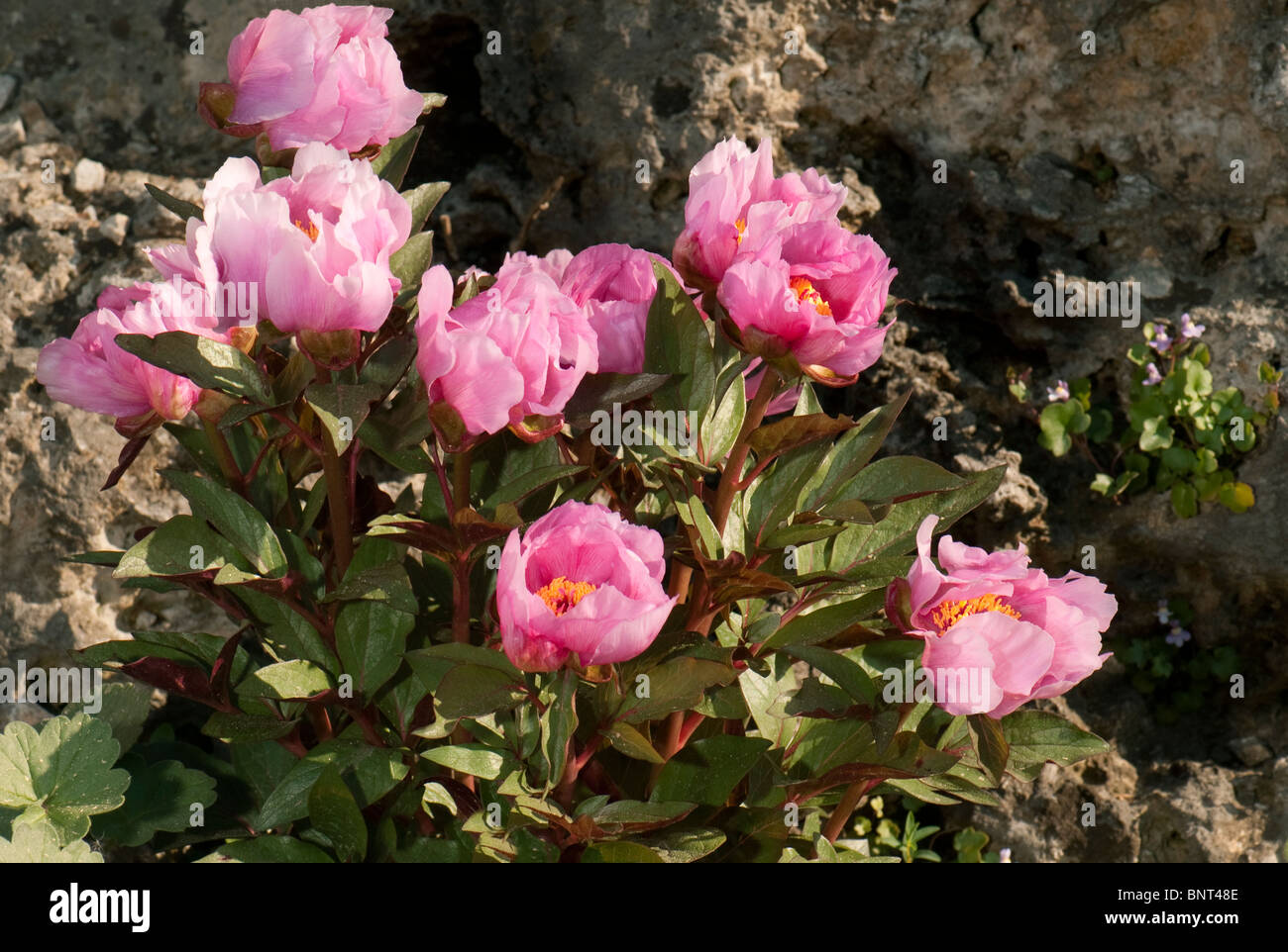 Majorcan Peony (Paeonia cambessedesii), flowering. Stock Photo